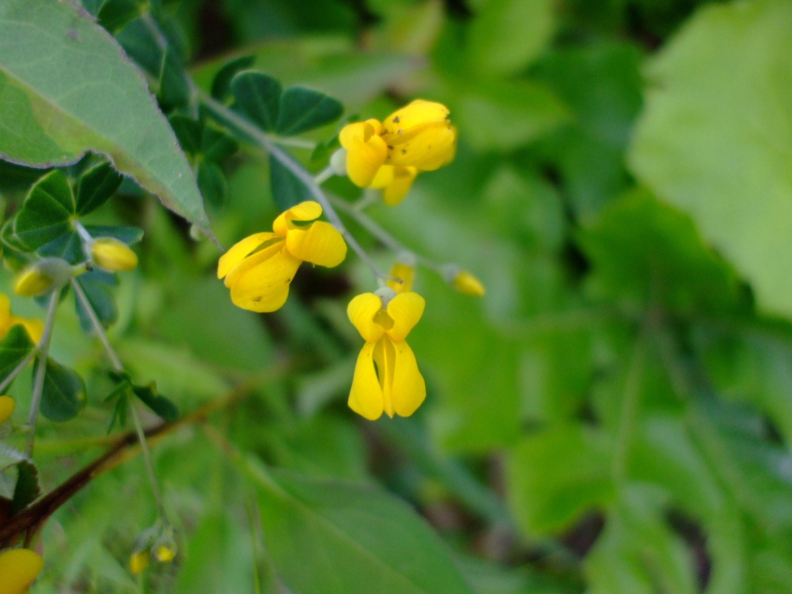 Baptisia tinctoria